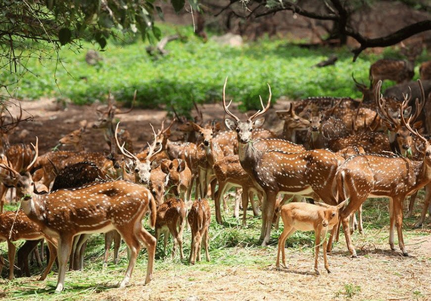 Sagareshwar Wildlife Sanctuary